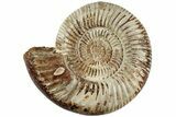 Jurassic Ammonite (Perisphinctes) - Madagascar #227481-1